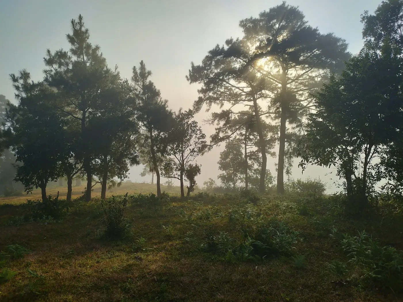 Tall trees on a grassy hillside in early morning mist with the sun glowing through the branches