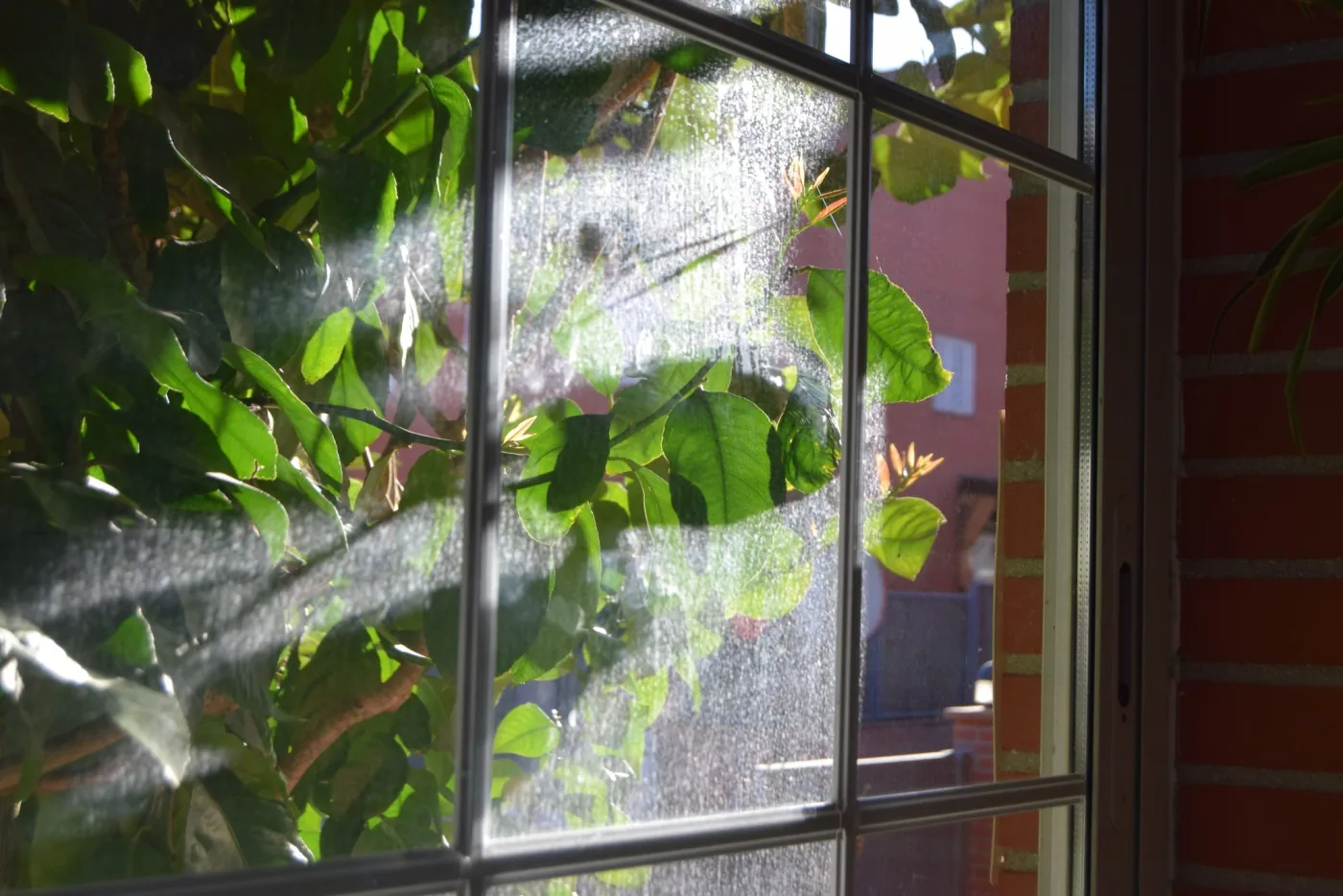 Sunlight shining through a window pane with green leaves outside and a red brick wall beside the frame
