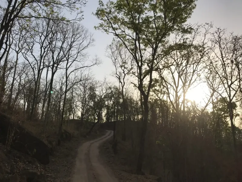 Dirt trail winding between tall bare trees with the low sun glowing through the branches